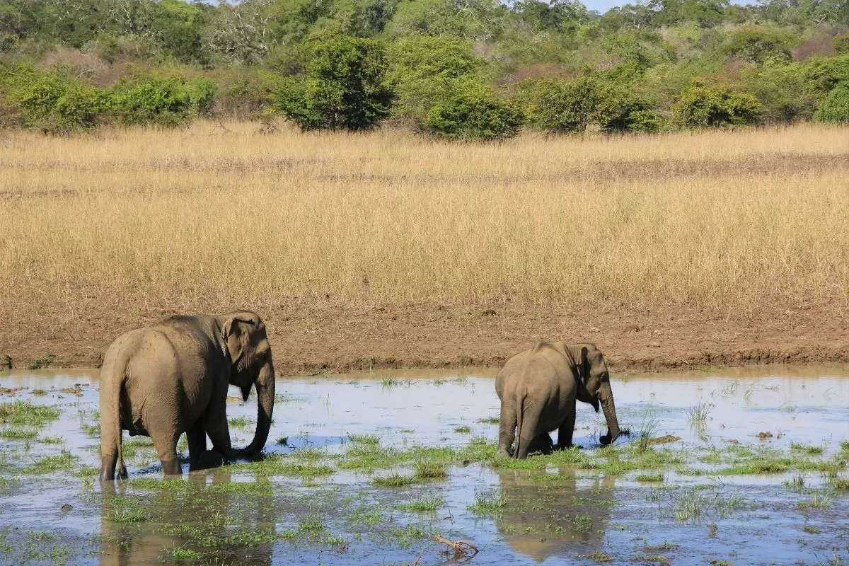17-daagse luxe familiereis Sri Lanka
