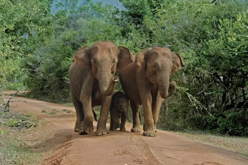 17-daagse luxe familiereis Sri Lanka
