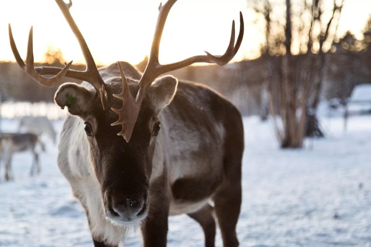 6-daagse luxe familiereis Lapland