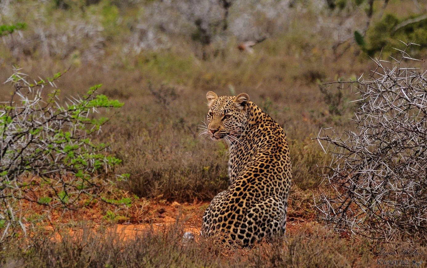 Een cheeta kijkt om in Zuid-Afrikaans landschap