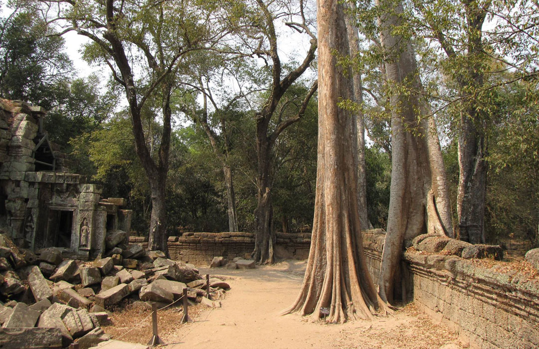 Vietnam Siem Reap Ta Prohm Angkor complex