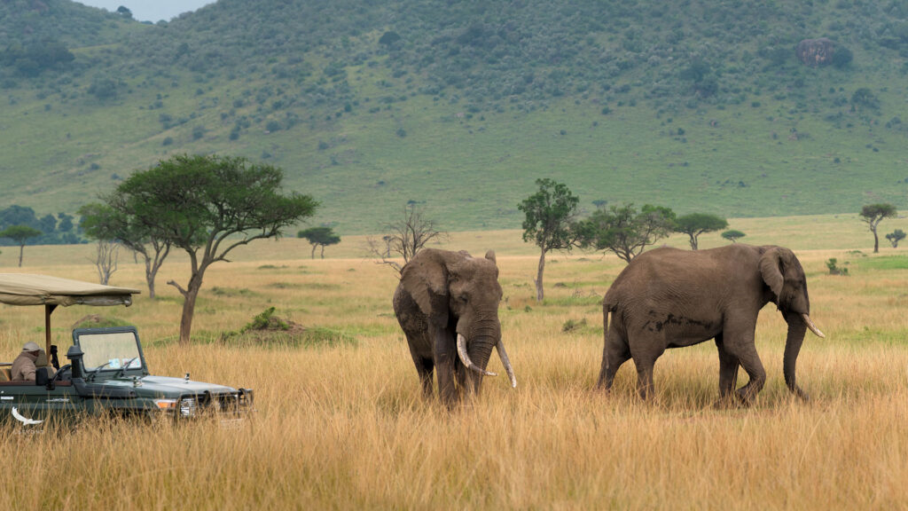 Kenia Maasai Mara Bateleur Camp Safari Olifant