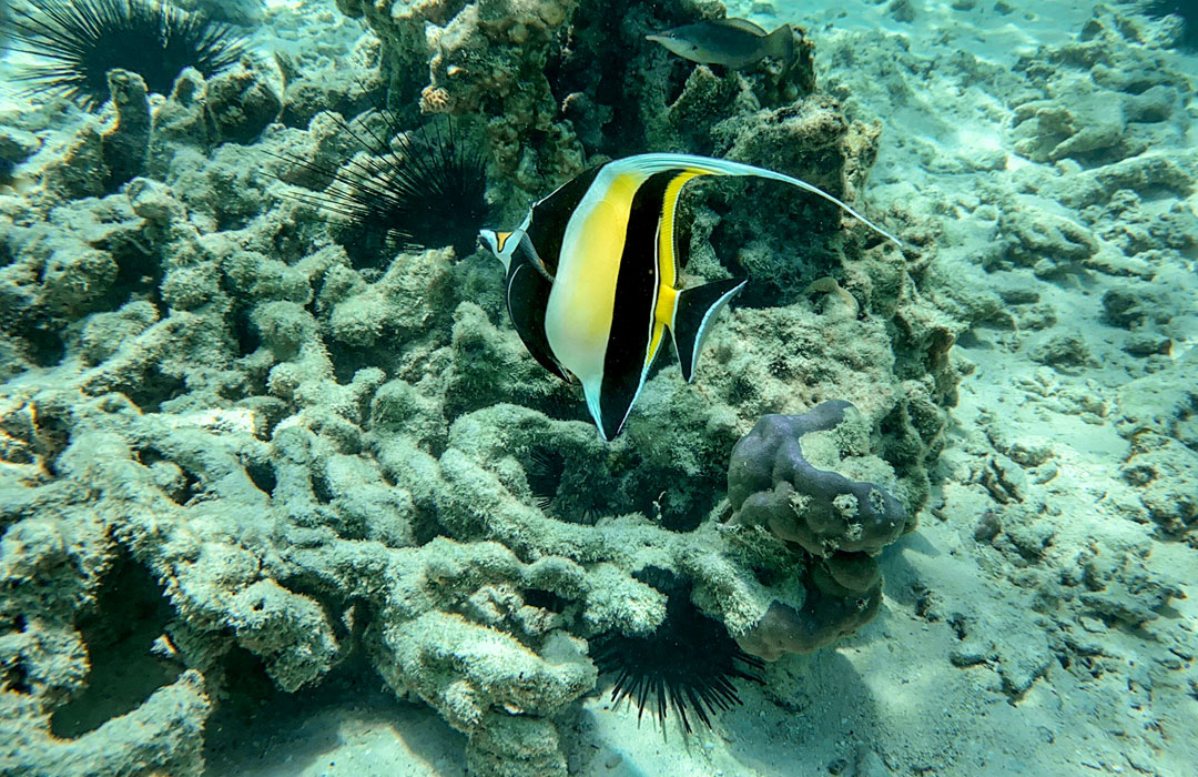 Tanzania Zanzibar Nmemba Island duiken