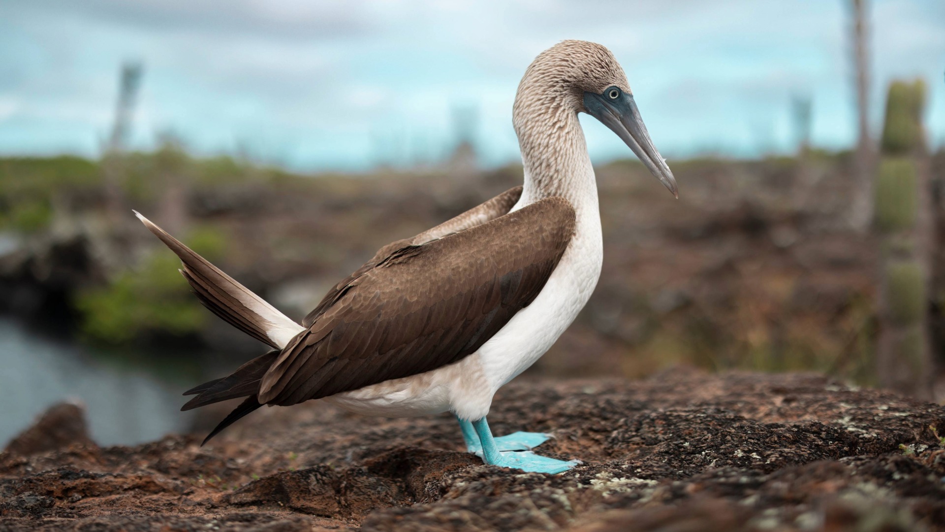 ECUADOR_GalapagosJanvanGent Jan van Gent op de Galápagos eilanden