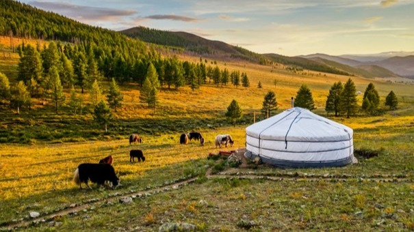 Ger in Terelj Nationaal Park in Mongolië